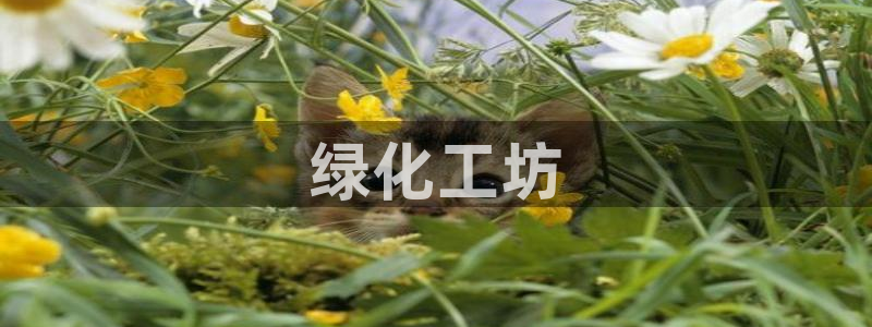 亿万官网：绿化工坊